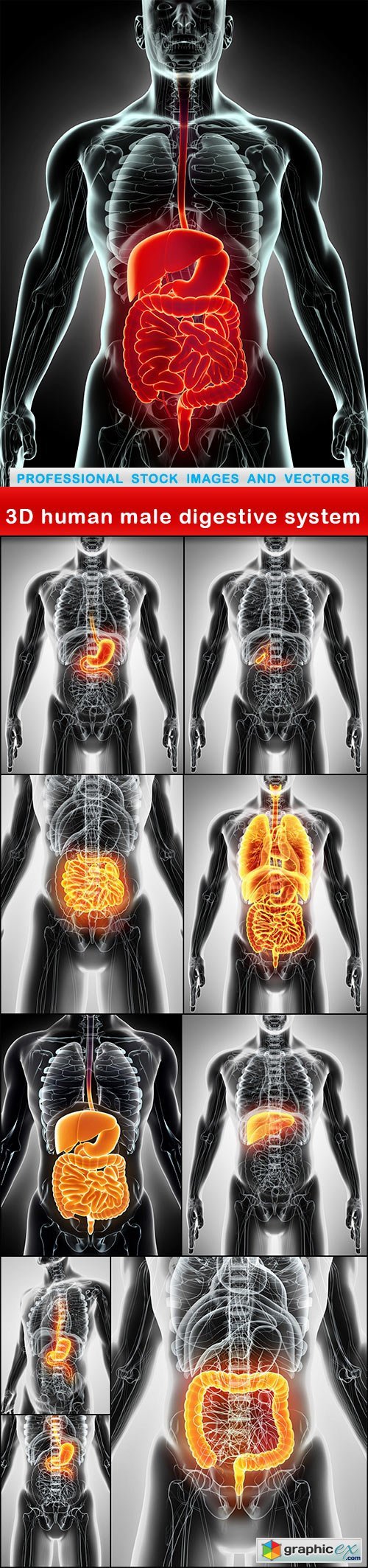 3D human male digestive system - 10 UHQ JPEG