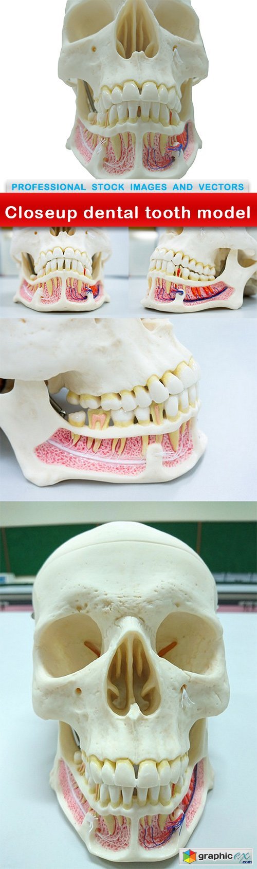 Closeup dental tooth model - 5 UHQ JPEG