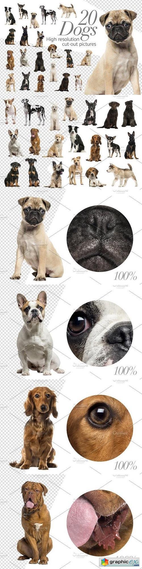 20 Dogs - Cut-out High Res Pictures