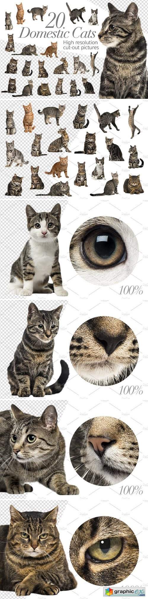 20 Domestic Cats - Cut-out Pictures