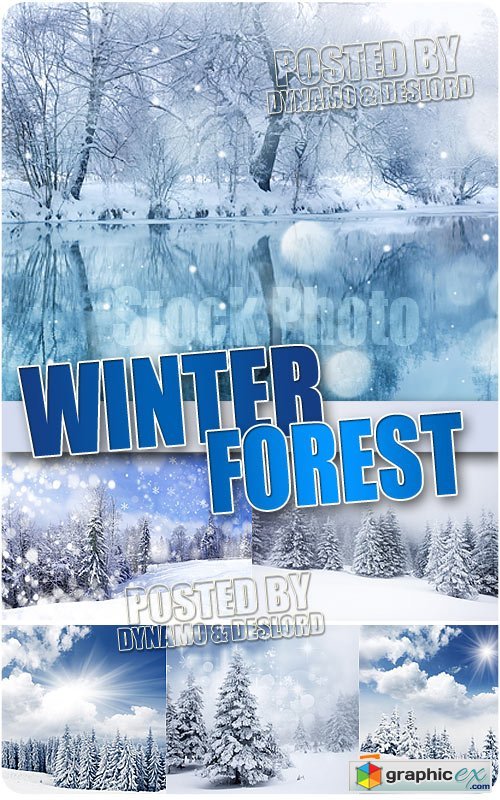 Winter forest - UHQ Stock Photo