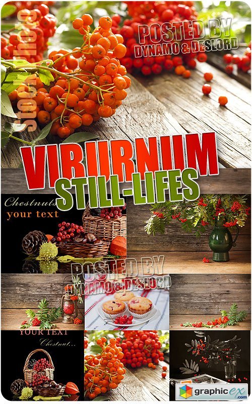 Viburnum still-lifes - UHQ Stock Photo