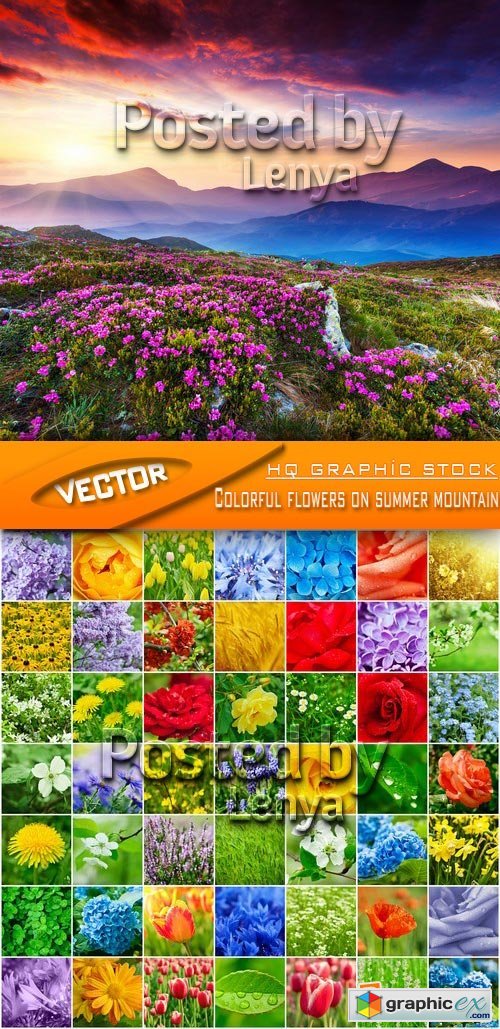 Stock Photo - Colorful flowers on summer mountain