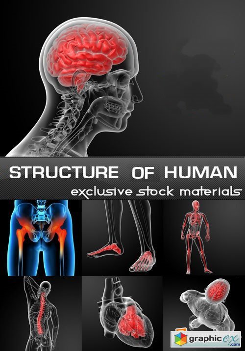 Structure of Human, 25 JPEG