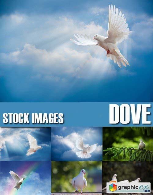 Stock Photos - Dove, Pigeon, 25xJPG