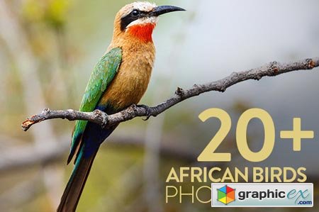 African Birds Photo Pack (20+) 43863