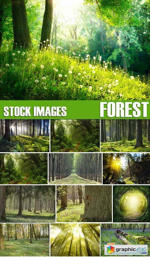 Stock Photos - Forest, 25xJPG