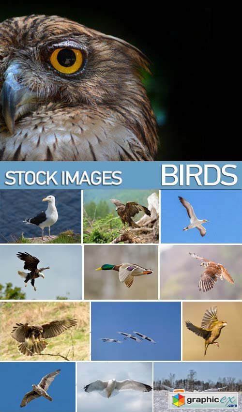Stock Photos - Birds flying, 25xJPG