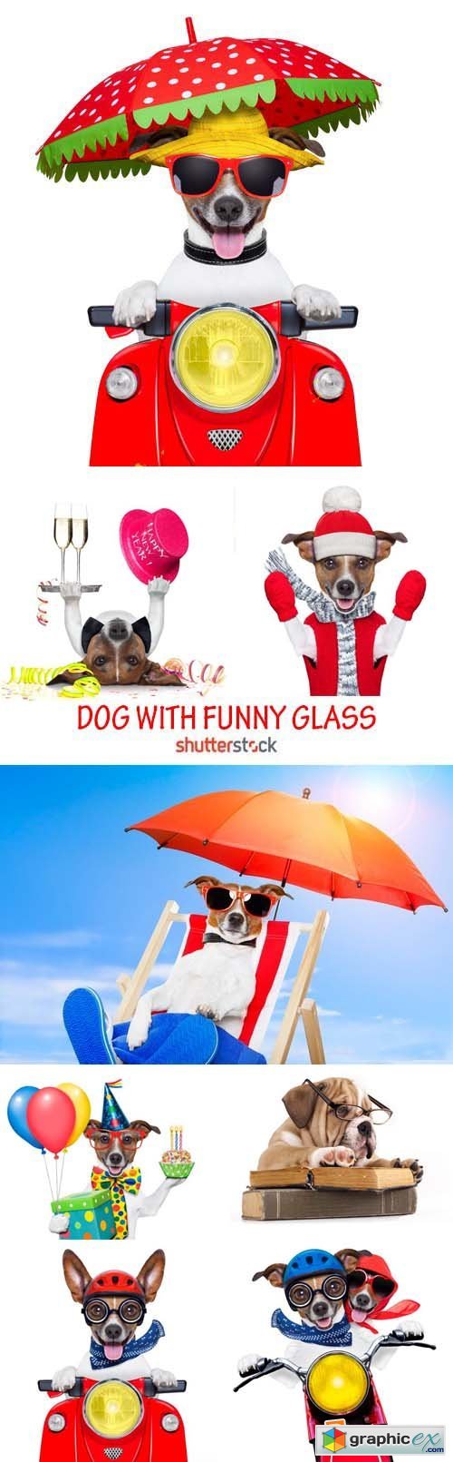 Amazing SS - Dog with funny glasses, 25xJPG