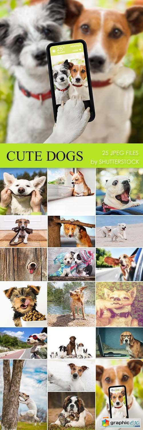 Stock Photo - Cute Dogs