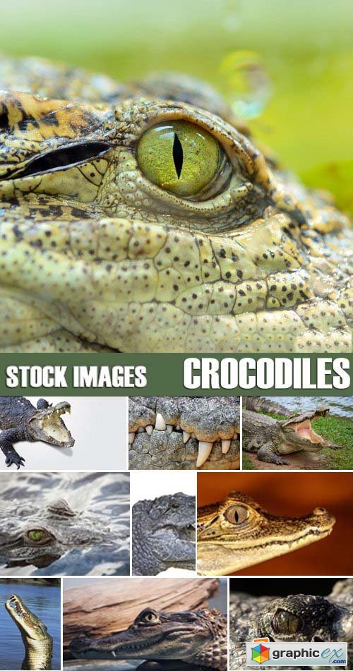 Stock Photos - Crocodiles, 25xJPG