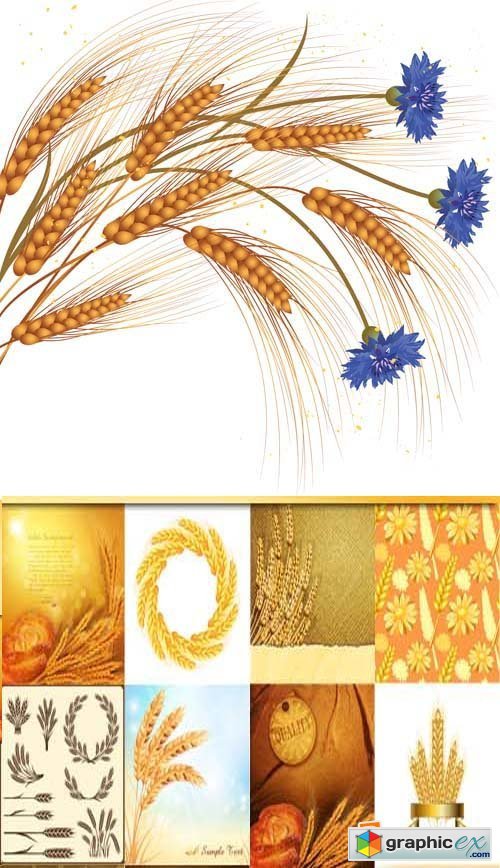 Ears of Wheat Illustration 25xEPS