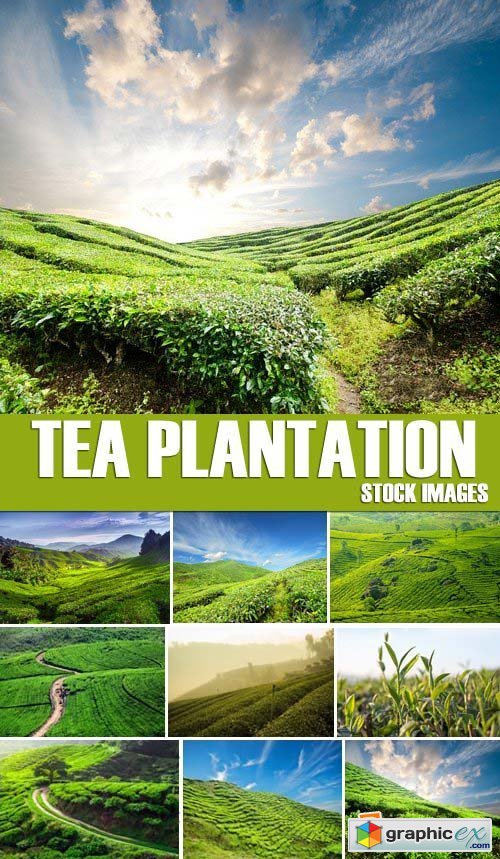 Stock Photos - Tea plantation, 25xJPG