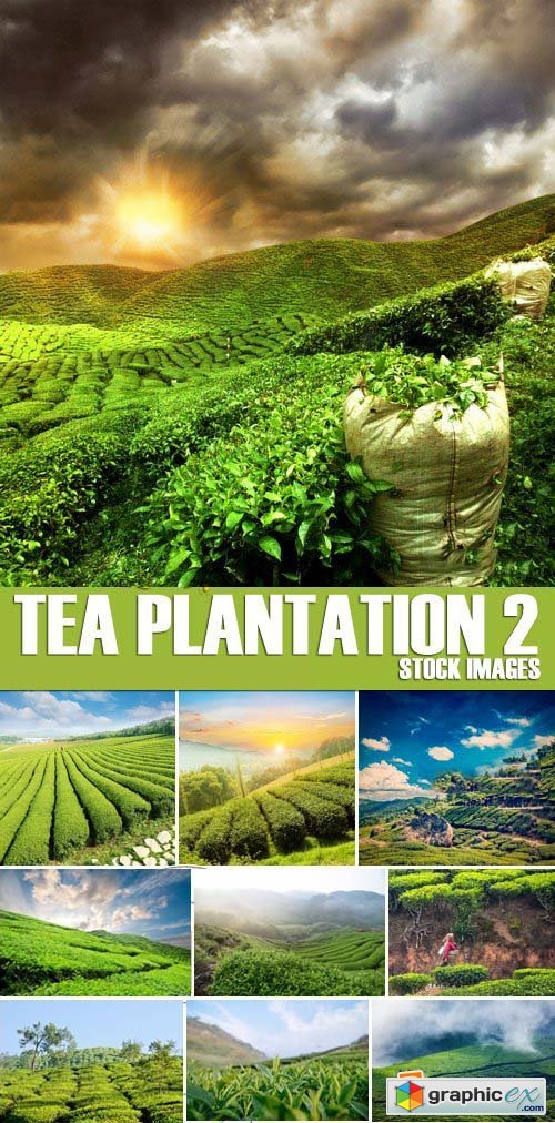 Stock Photos - Tea plantation 2, 25xJPG