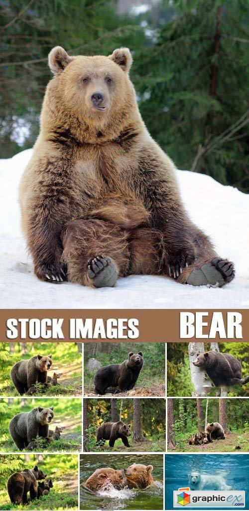 Stock Photos - BEAR, 25xJPG