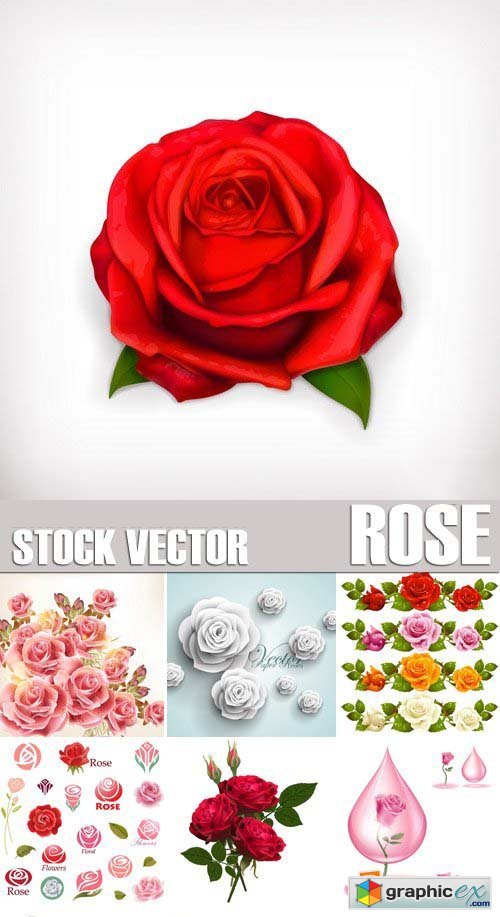 Stock Vectors - Rose, floral background, 25xEPS