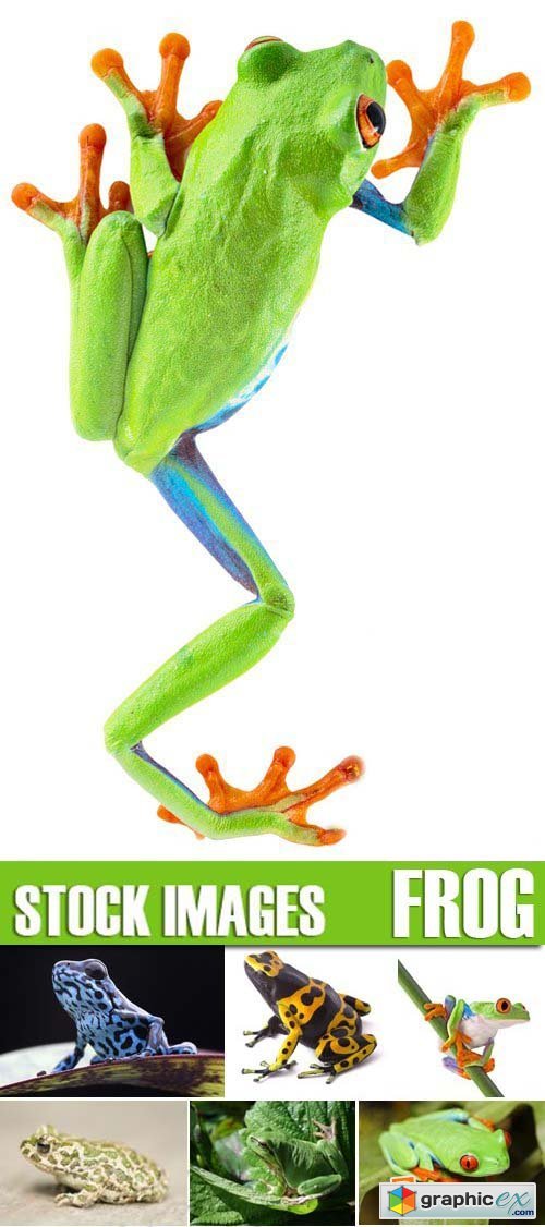 Stock Photos - Frog, 25xJPG