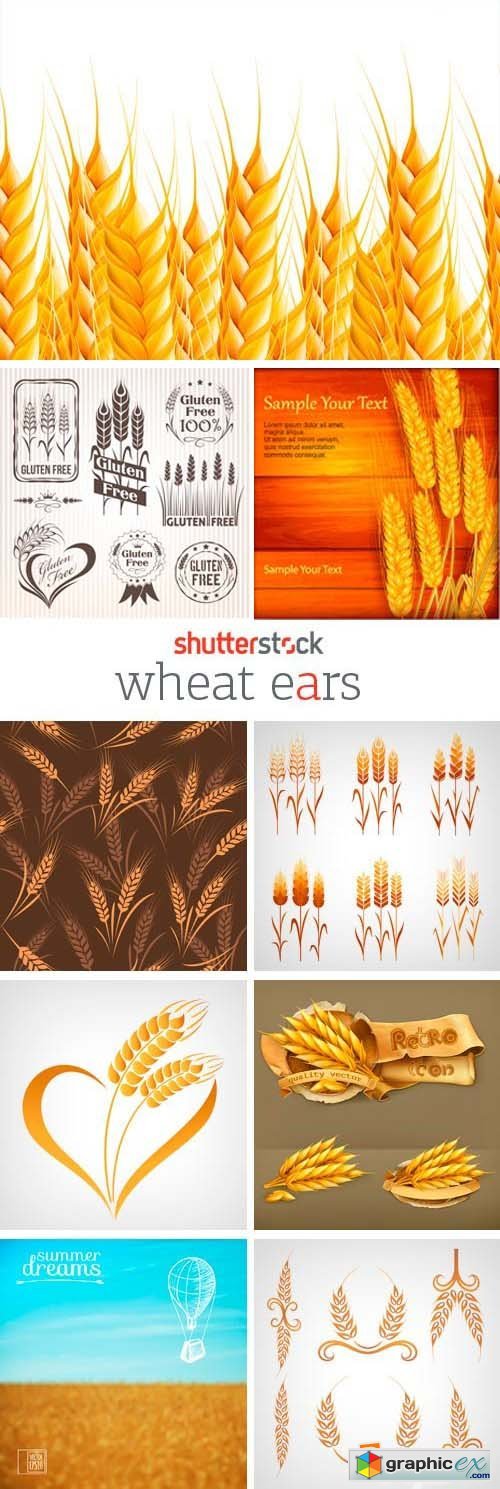 Amazing SS - Wheat Ears, 25xEPS