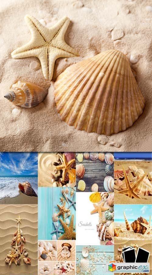 Collage of summer seashells, 25xJPG
