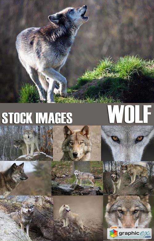Stock Photos - Wolf, 24xJPG