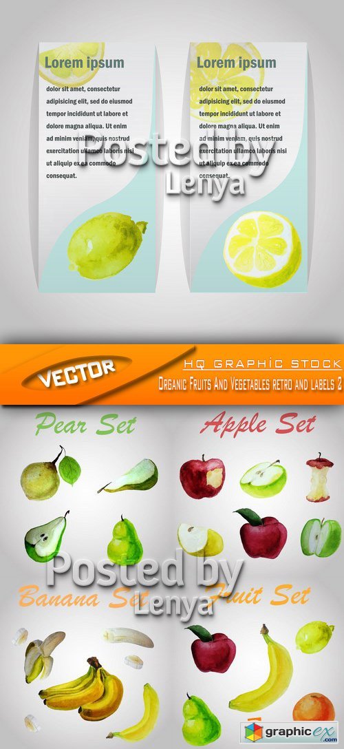 Stock Vector - Organic Fruits And Vegetables retro and labels 2
