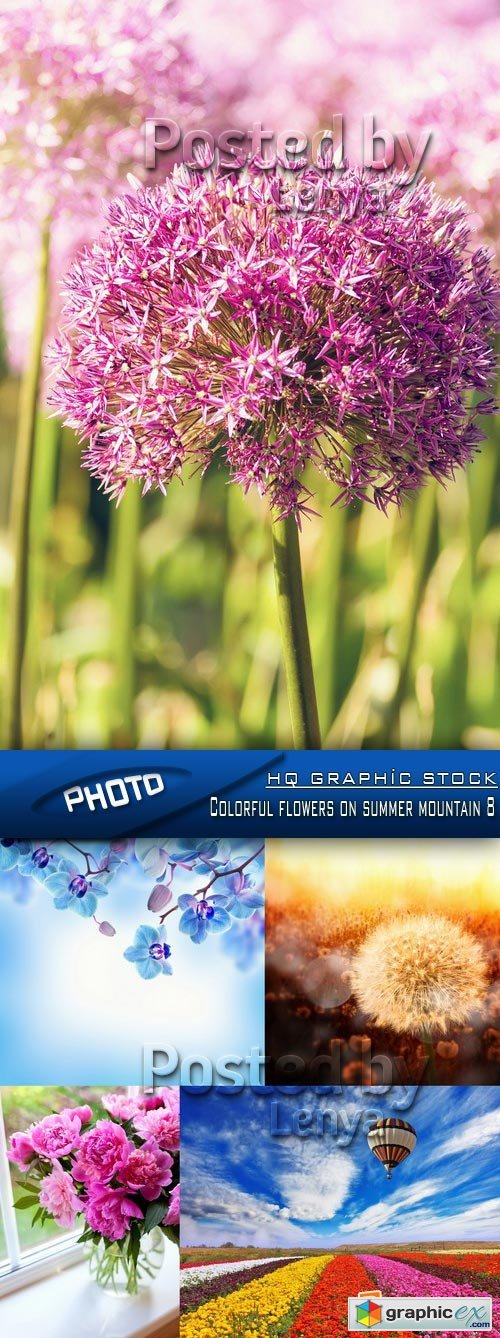 Stock Photo - Colorful flowers on summer mountain 8