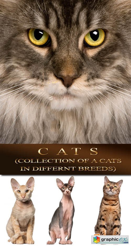 Cats (Collection of a cats in different breeds) 57xJPGs