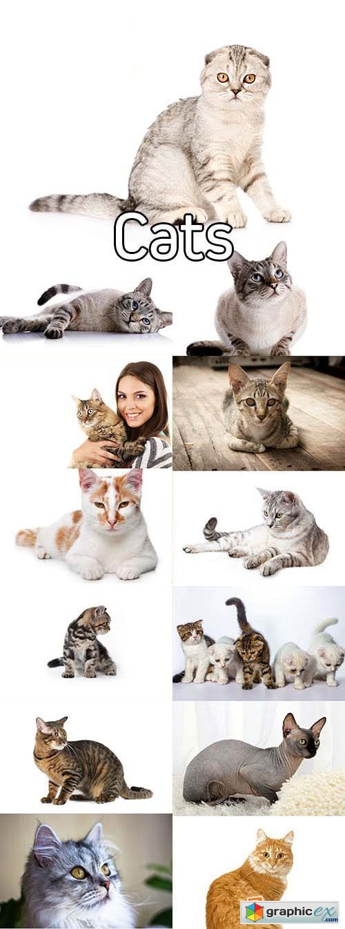 Stock Photos - Cats