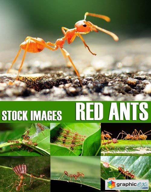 Stock Photos - Red Ants, 25xJPG