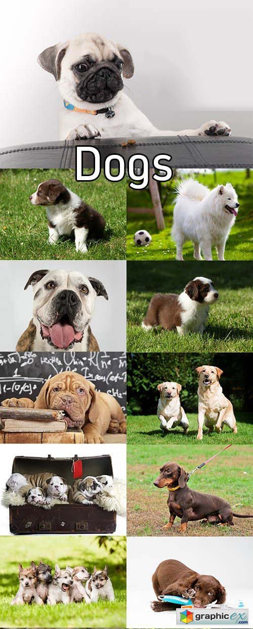 Stock Photos - Dogs