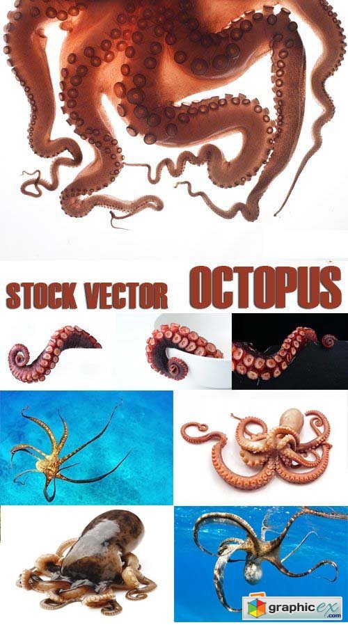 Stock Photos - Octopus, 25xJPG