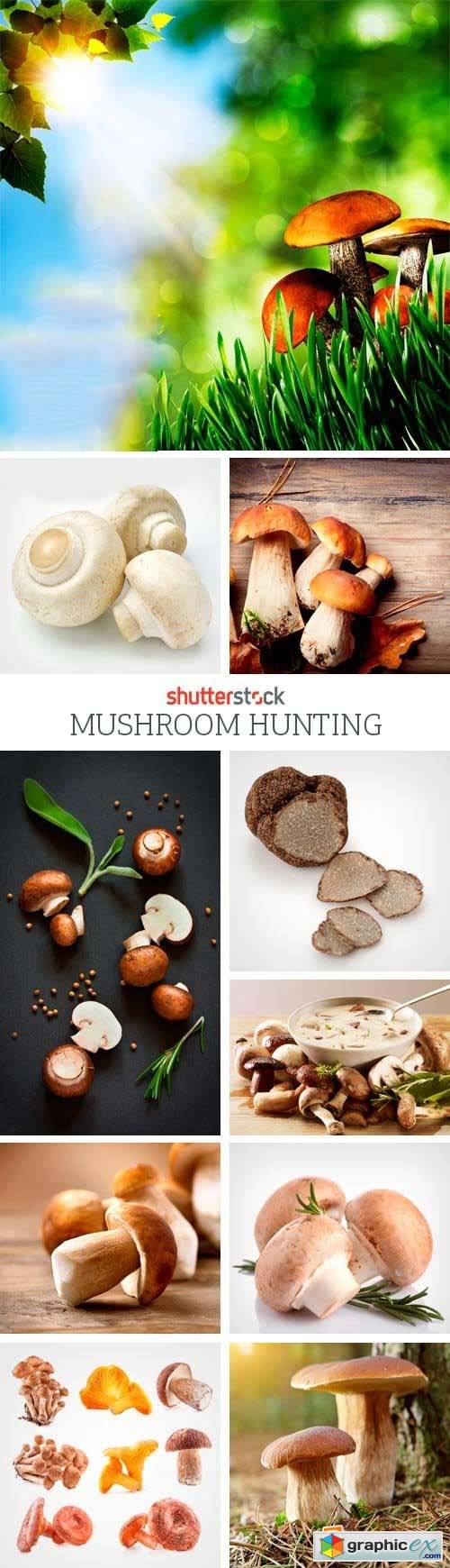 Amazing SS - Mushroom Hunting, 25xJPGs