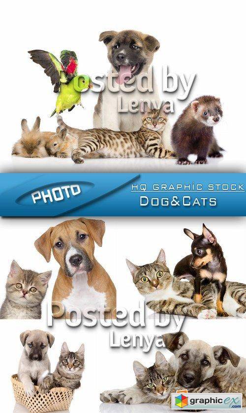 Stock Photo - Dog&Cat