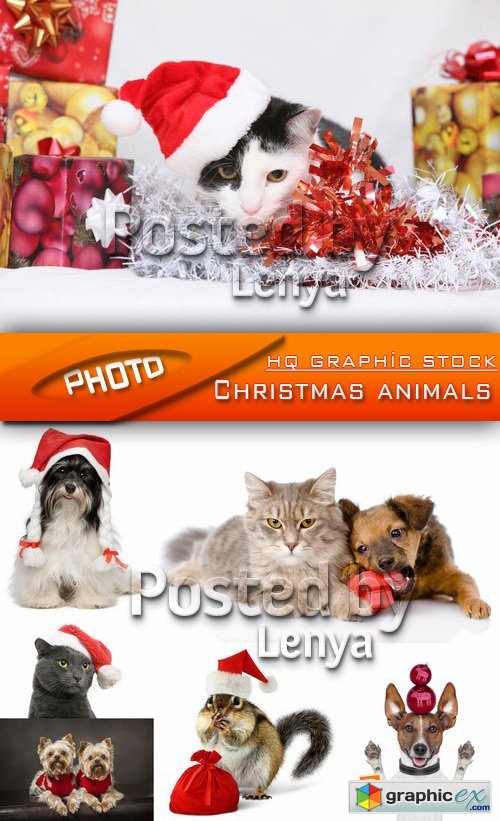 Stock Photo - Christmas animals