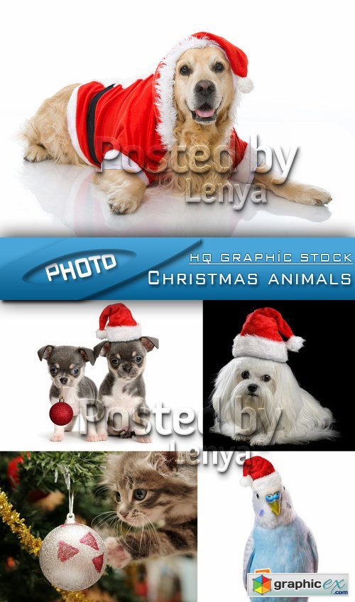 Stock Photo - Christmas animals 2