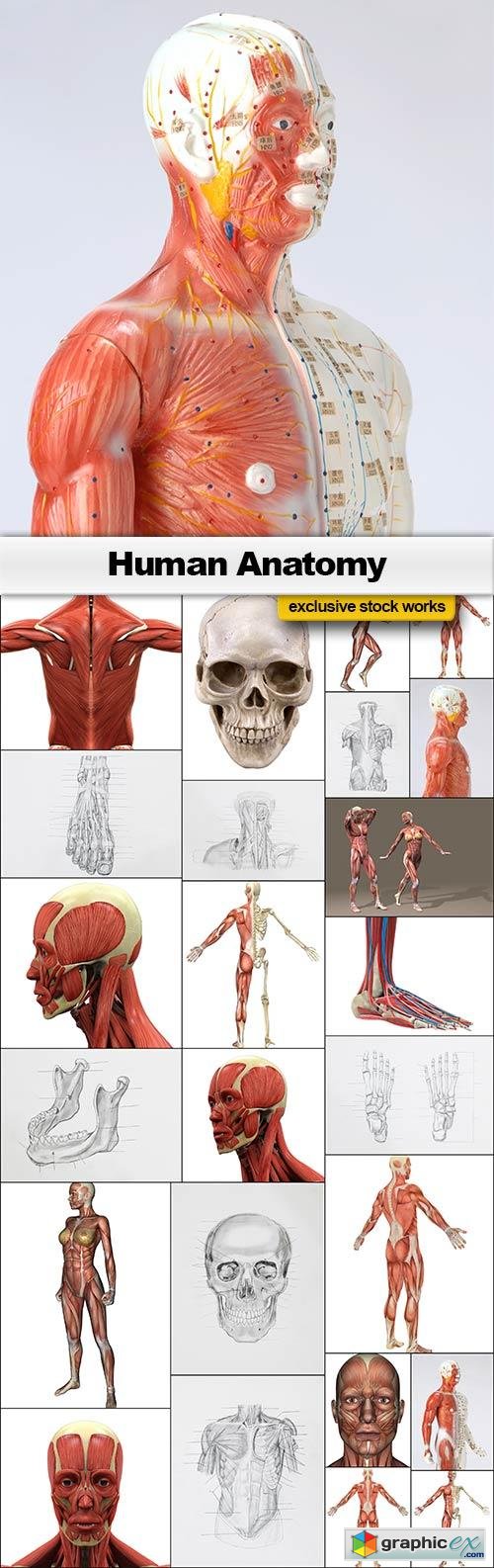 Human Anatomy - 25x JPEGs