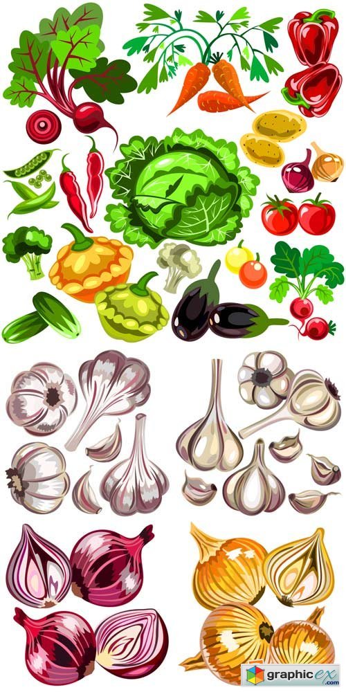 Vegetables vector, onions, garlic