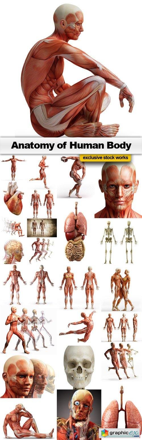 Anatomy of Human Body - 25x JPEGs