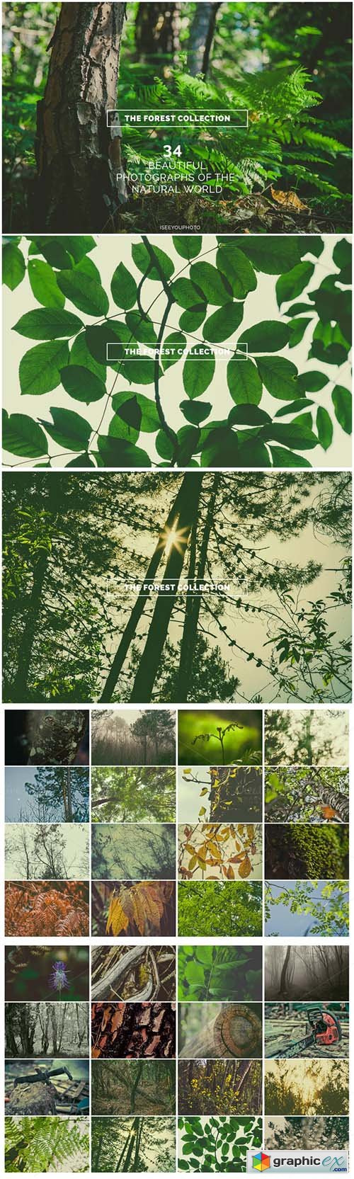 The Forest Collection - Iseeyouphoto