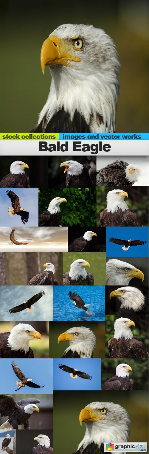 Bald Eagle,25 x UHQ JPEG
