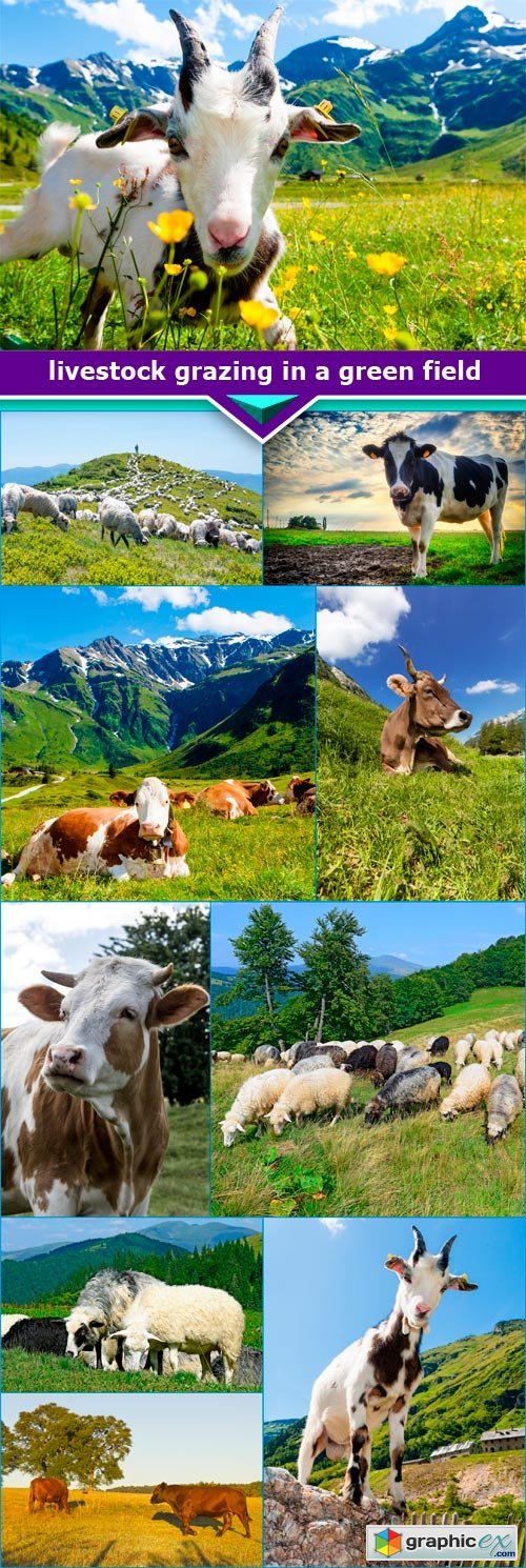livestock grazing in a green field 10x JPEG