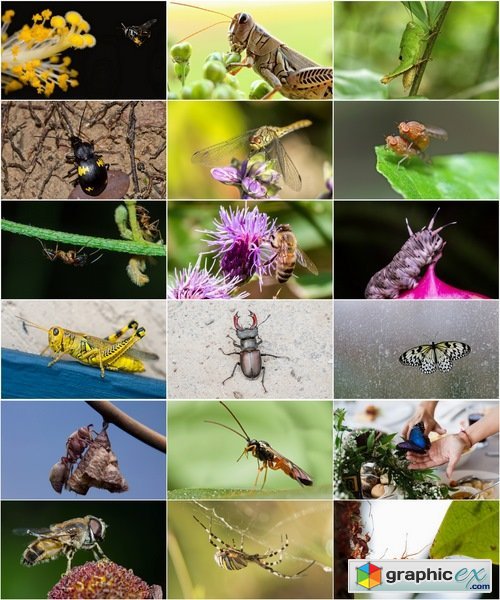 Collection dragonfly grasshopper insect butterfly caterpillar bug spider web 25 HQ Jpeg