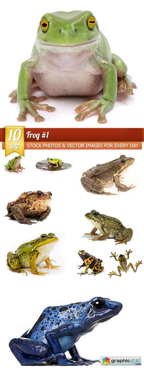 Frog #1, 10 x UHQ JPEG