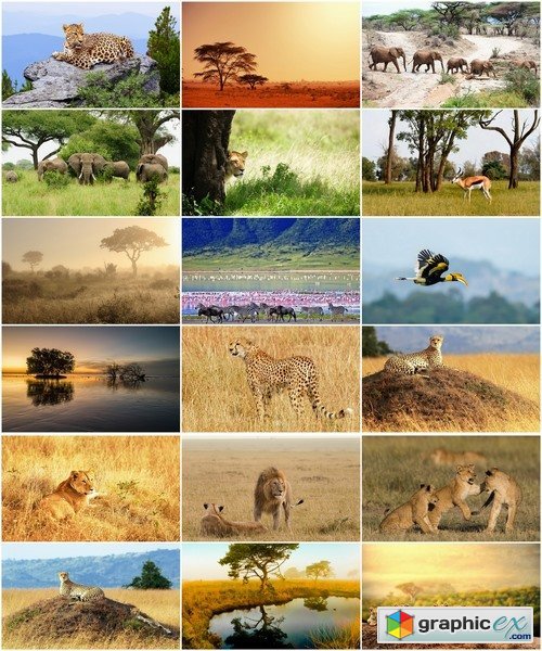 Collection of African nature forest swamp sea sunset elephant lion leopard 25 HQ Jpeg