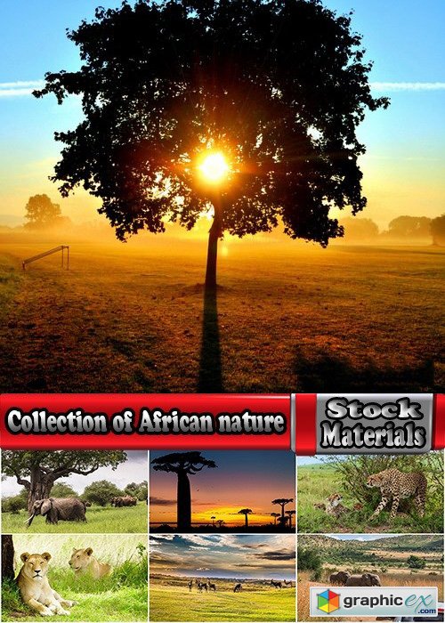 Collection of African nature forest swamp sea sunset elephant lion leopard 25 HQ Jpeg