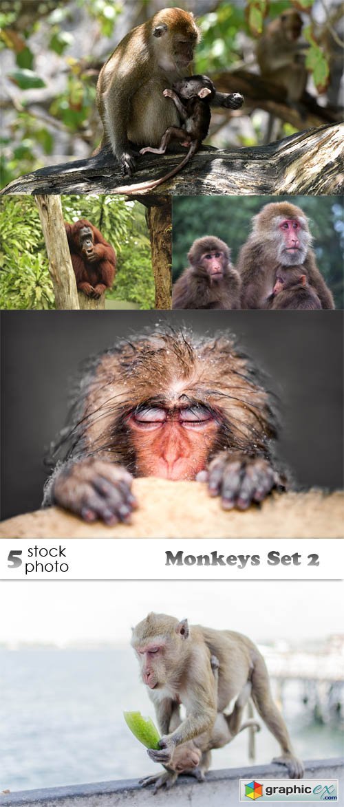 Photos - Monkeys Set 2