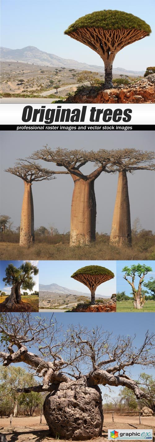 Original trees