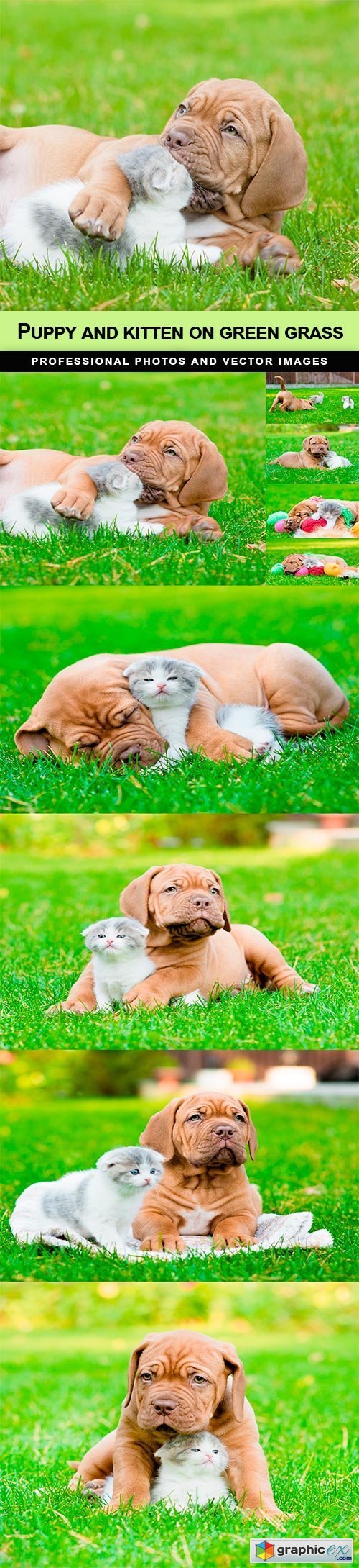 Puppy and kitten on green grass - 9 UHQ JPEG