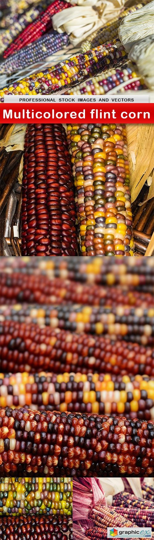 Multicolored flint corn - 5 UHQ JPEG