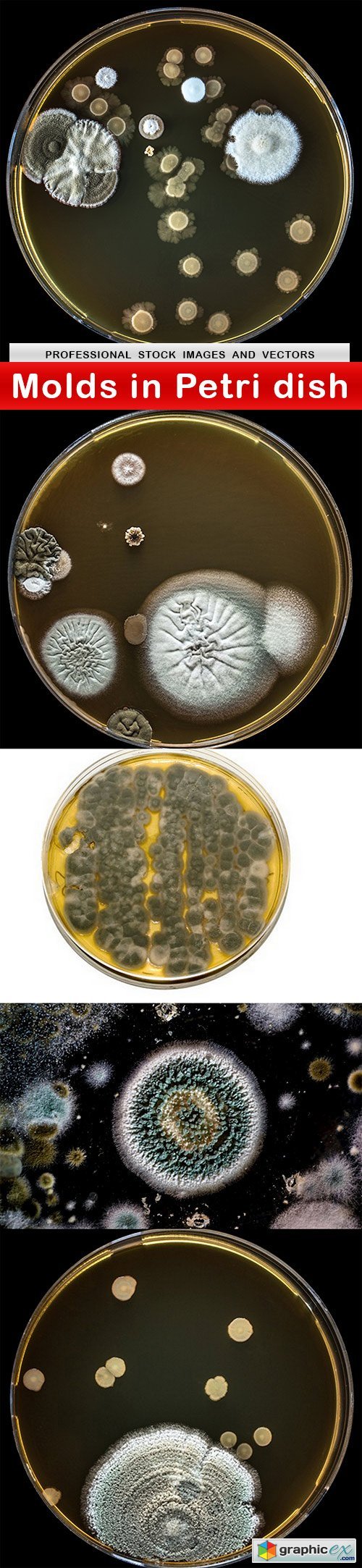  Molds in Petri dish - 5 UHQ JPEG 